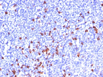 Formalin-fixed, paraffin embedded human tonsil sections stained with 100 ul anti-IgG (clone SPM556) at 1:300. HIER epitope retrieval prior to staining was performed in 10mM Citrate, pH 6.0.